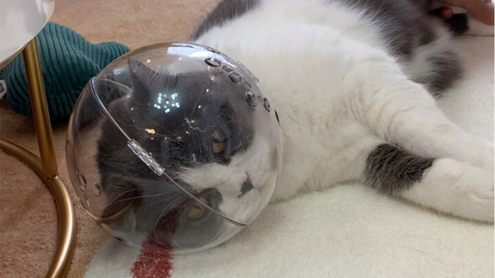 So relieved, I finally humiliated my cat~