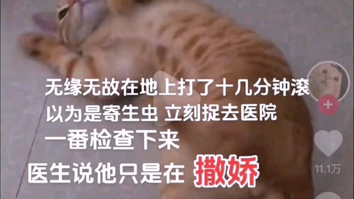 ฮาลั่น! งอนครั้งเดียวถูกเมินยาวตลอดชีวิต ชาวเน็ตบอก: ถ้างอนอีกฉันยอมเป็นหมา