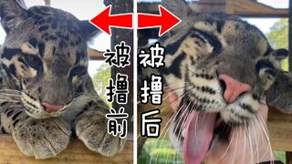 进来体验一下撸云豹的快乐，原来大猫猫会这么嗲