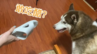 二哈老是吃醋怎么办？打一顿就好了！