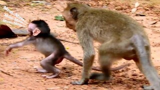 Mom..Mom..Sister​Julina​ Follow​ Me, Baby Monkey Jinx Run So Fast To Her Mom Cause Julina Follow Her