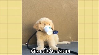 เพื่อนตัวน้อย สัตว์เลี้ยงแสนซน : เจ้าหมาขี้เล่นจอมซน