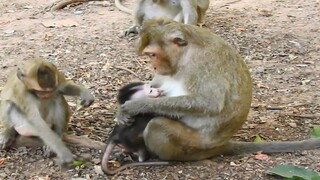 Oops, How Monkey Check Her Own Baby Like That Before Climb On The Tree, Baby Monkey Anya Glad Up Too