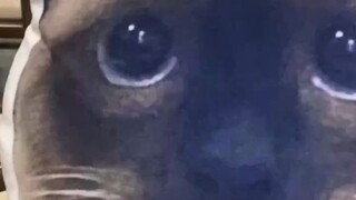 Loại mèo thế này các bạn có yêu không?