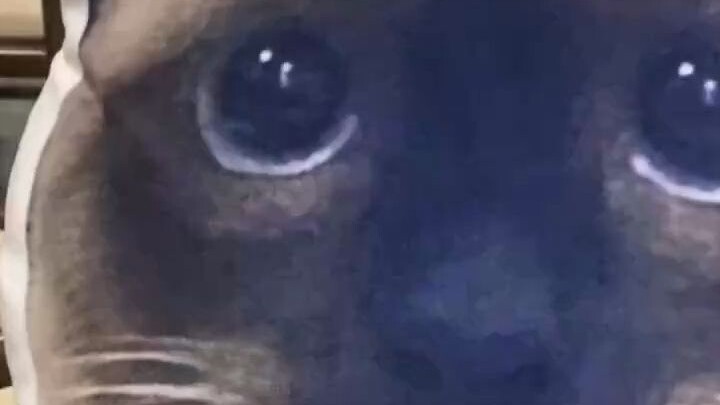 Would you love a cat like this?