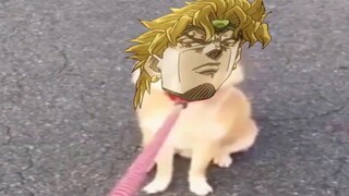 Dio is Angry Pet - มีม Bizarre ของ JoJo