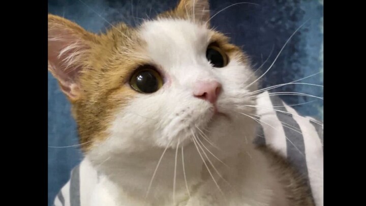 How can a little kitten be squished around at will?