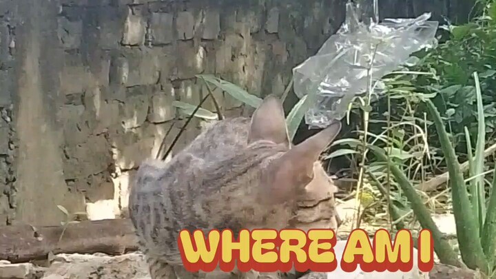 Cat so funny monologues