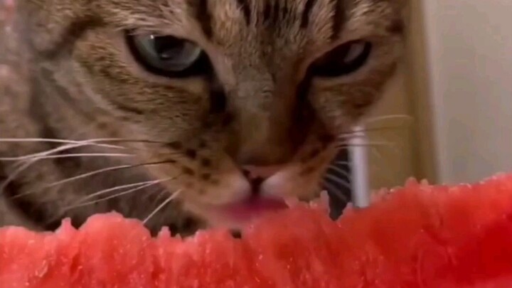 YOU SEE THIS CAT 😎