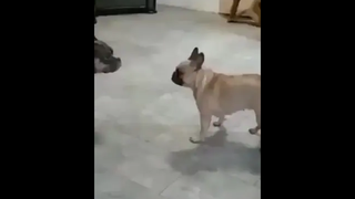 จังหวะมันได้ ไอ้โบ้