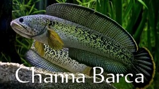 MACAM² CHANNA DISELURUH DUNIA.. Part 1