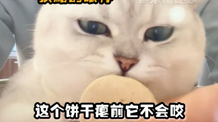 Cat: Don’t jump to conclusions about me—this 10-pound cat’s got a 9-pound rebellious streak! #CutePe