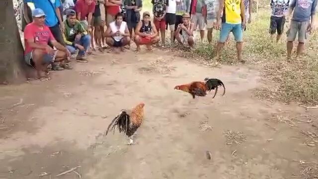 grabie pumalo yang pula natin mga ka backyard pati alikabuk Dala .