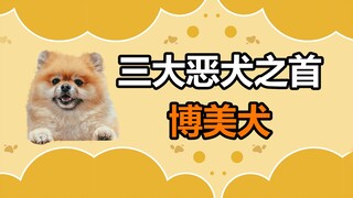 Pomeranian is known as the first of the three most vicious dogs. Why is it hated by many people?