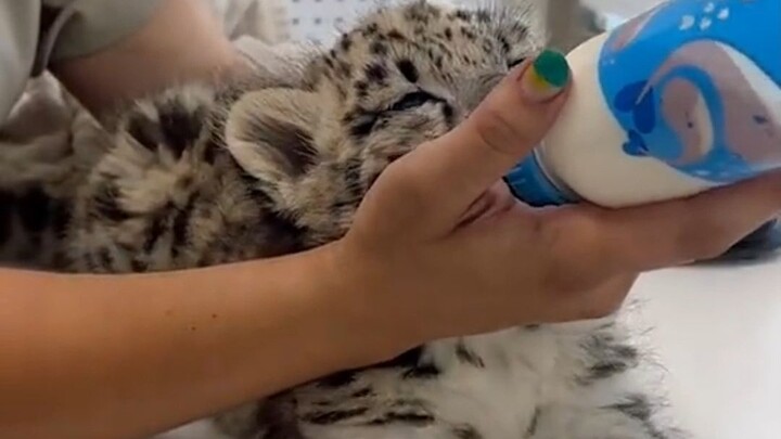 Burping the snow leopard cub