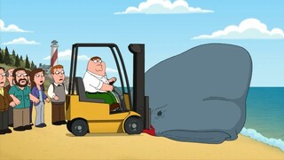 【Family Guy】Trẻ sơ sinh và cá voi, những điều bạn phải biết