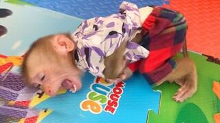 OMG Baby Monkey Mano Crying Loudly When Mom Waring Him
