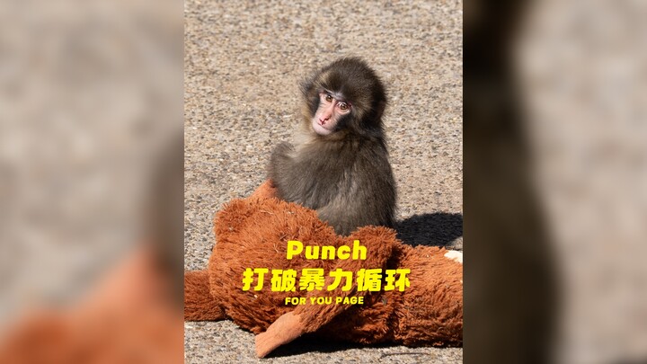 Punch sedang memutus lingkaran kekerasan‼️🐒