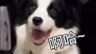 Border Collie: Ayah memang tidak bohong padaku, dia memang tidak menggigit orang!