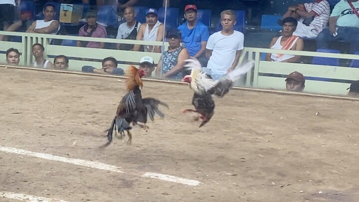 Bulik dome Vs Red #Sabong 2hits Win lst fight 2nd entry Lucena vs Sariaya