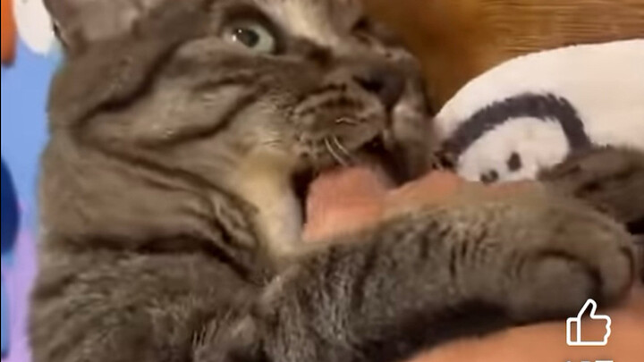Komentar hangat dari netizen YouTube dan netizen mancanegara: “Kucing macan tutul Tiongkok yang penu