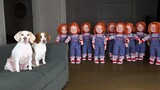 Dogs vs Chucky Army เล่นตลก! Maymo สุนัขตลกเรียก Freddy Krueger เพื่อขอความช่วยเหลือ!