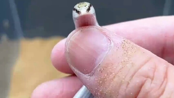 Thấy những con thằn lằn này thì phải cẩn thận nhé!