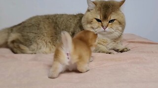 Ayah kucing pertama kali bertemu dengan anaknya, malah kabur ketakutan!