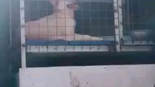 emote na emote kn sa intro ng kanta kaso.... muset....