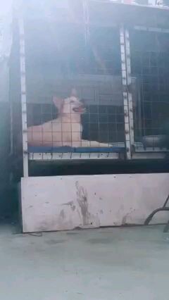 emote na emote kn sa intro ng kanta kaso.... muset....