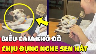 Chú chó quạo ra mặt khi phải 'CẮN RĂNG CHỊU ĐỰNG' nằm nghe con sen hát 😅 Gâu Đần