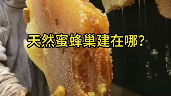 Where do natural beehives typically get built, and how much honey do they actually contain inside?