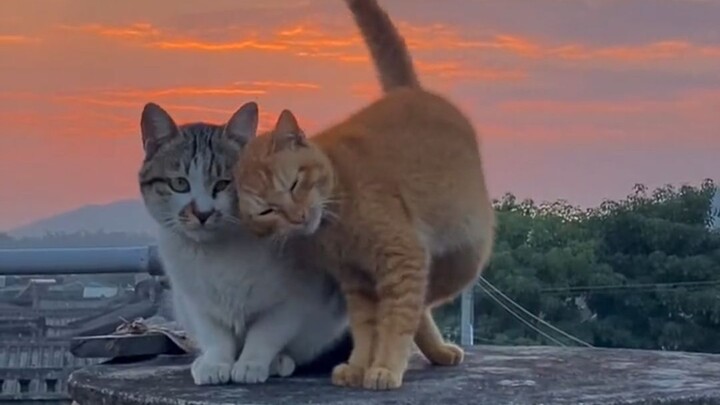 แมว: "ฉันแค่อยากจะแนบชิดกับคุณ!"