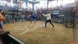 white hennie win at New binakayan cockpit arena