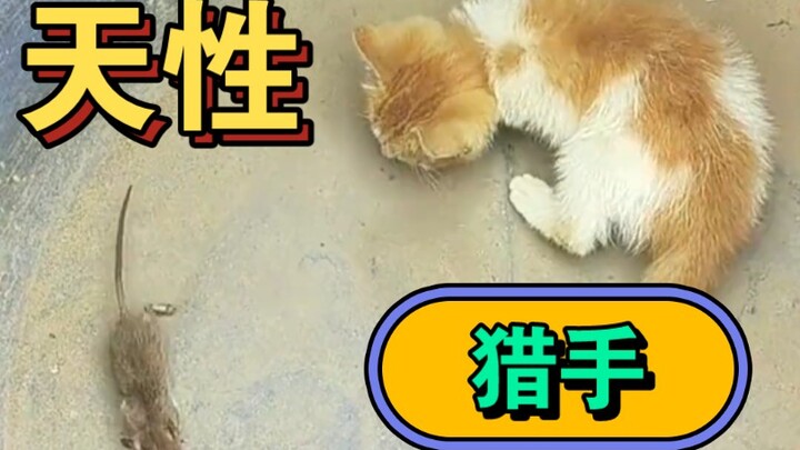 Hóa ra thiên nhiên rất tiềm ẩn và nó không hề làm xấu hổ thế giới loài mèo!