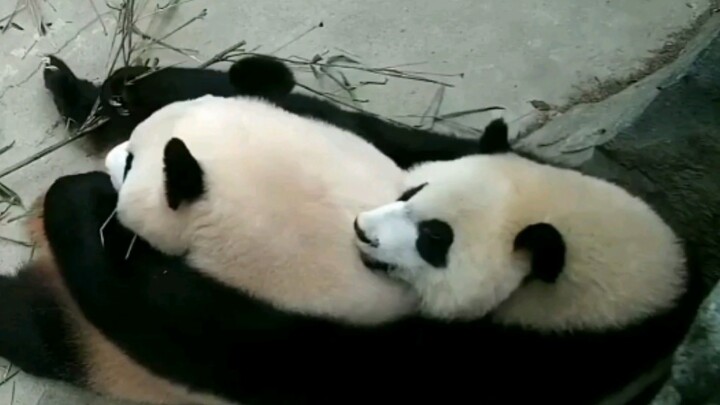 [Animals]Loving moments between panda Ji Xiao and Cheng Da