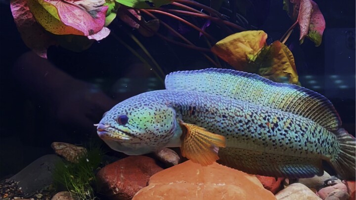 They're both Thunder Dragons—why is there such a huge gap?