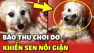 Báo thủ thích CHƠI DƠ dưới trời mưa khiến cô Sen NỔI GIẬN 😂 | Yêu Lu