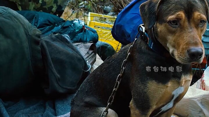 Phần hậu truyện của “Sứ mệnh của một chú chó”: “Hành trình trở về nhà của một chú chó”, vô cùng cảm 