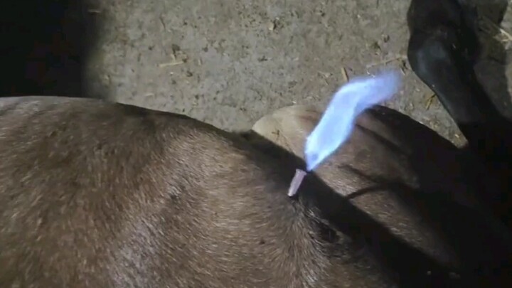 ปล่อยลมวัวแล้วยังจุดไฟติดได้!