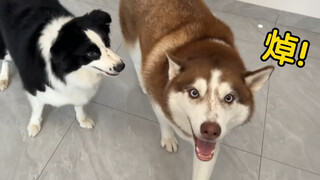 Husky: Anjing yang benar-benar menjengkelkan, kenapa Border Collie ini begitu suka ikut campur urusa
