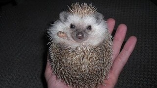 Hedgehogs - DON'T purchase before watching THIS!