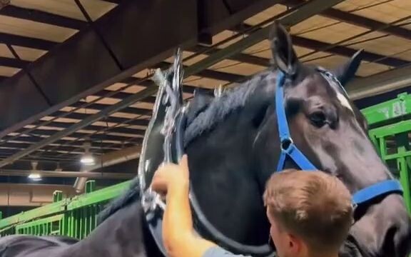 【Ngựa】Lông nó còn phản chiếu ánh sáng nữa! Con ngựa đen đẹp bá cháy luôn!