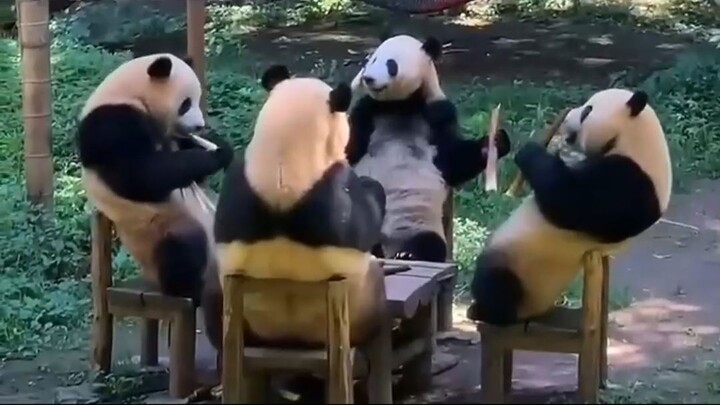 A Panda's Day