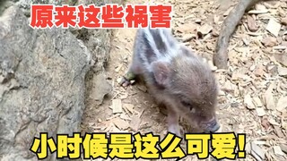 So these troublemakers are actually this cute when they're young!