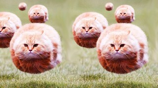 مختارات من مقاطع الفيديو الممتعة من الخارج، بعد مشاهدتها تشعر أن العالم بأكمله مرح للغاية! #166