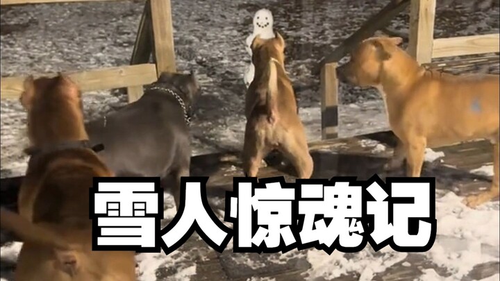 Empat anak anjing berotot ketakutan setengah mati melihat manusia salju di luar.