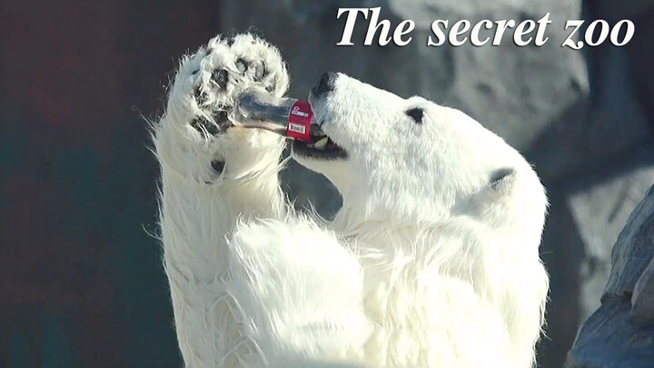 [Film&TV] A polar bear who loves soda