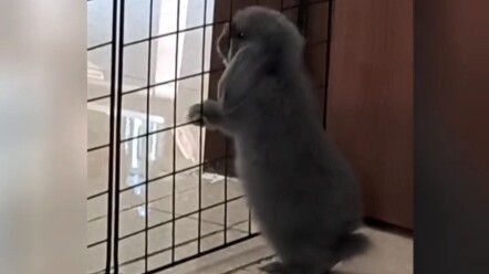 Hahaha, I’m dying of laughter #Rabbit# Animals’ weird behavior