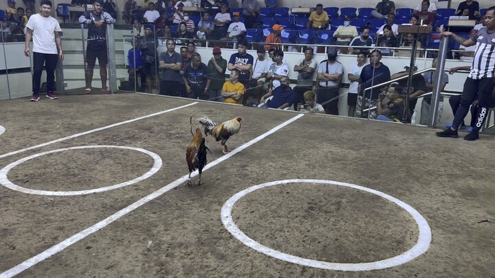 Golden bulik 1st fight SJC
